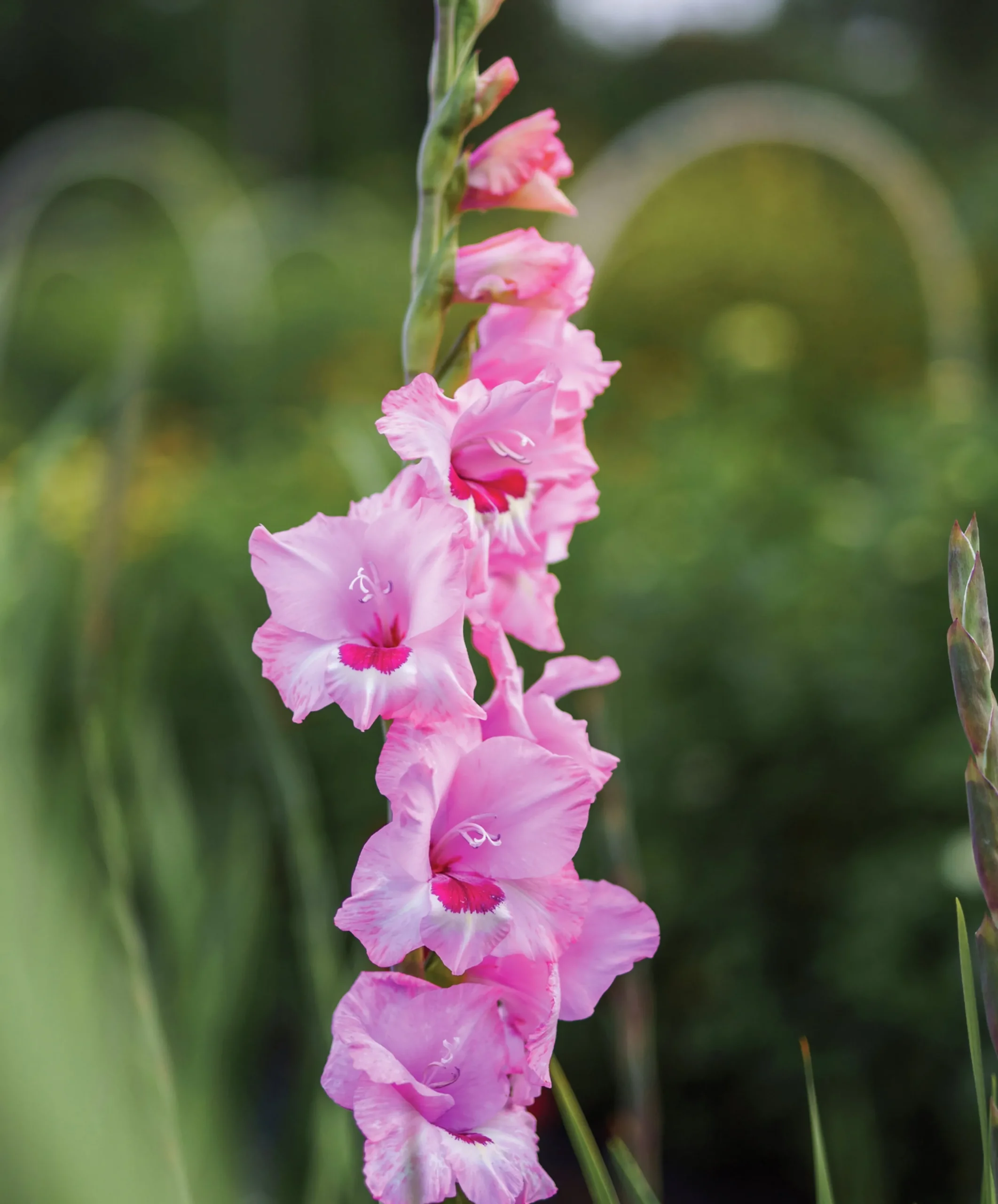 Vårlök Storblommig Gladiolus Wine & Roses Rosa>Nelson Garden Clearance