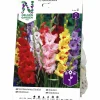 Vårlök Storblommig Gladiolus Blandade färger>Nelson Garden Discount
