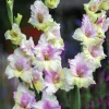 Vårlök Storblommig Gladiolus Mon Amour Vitrosa>Nelson Garden Outlet