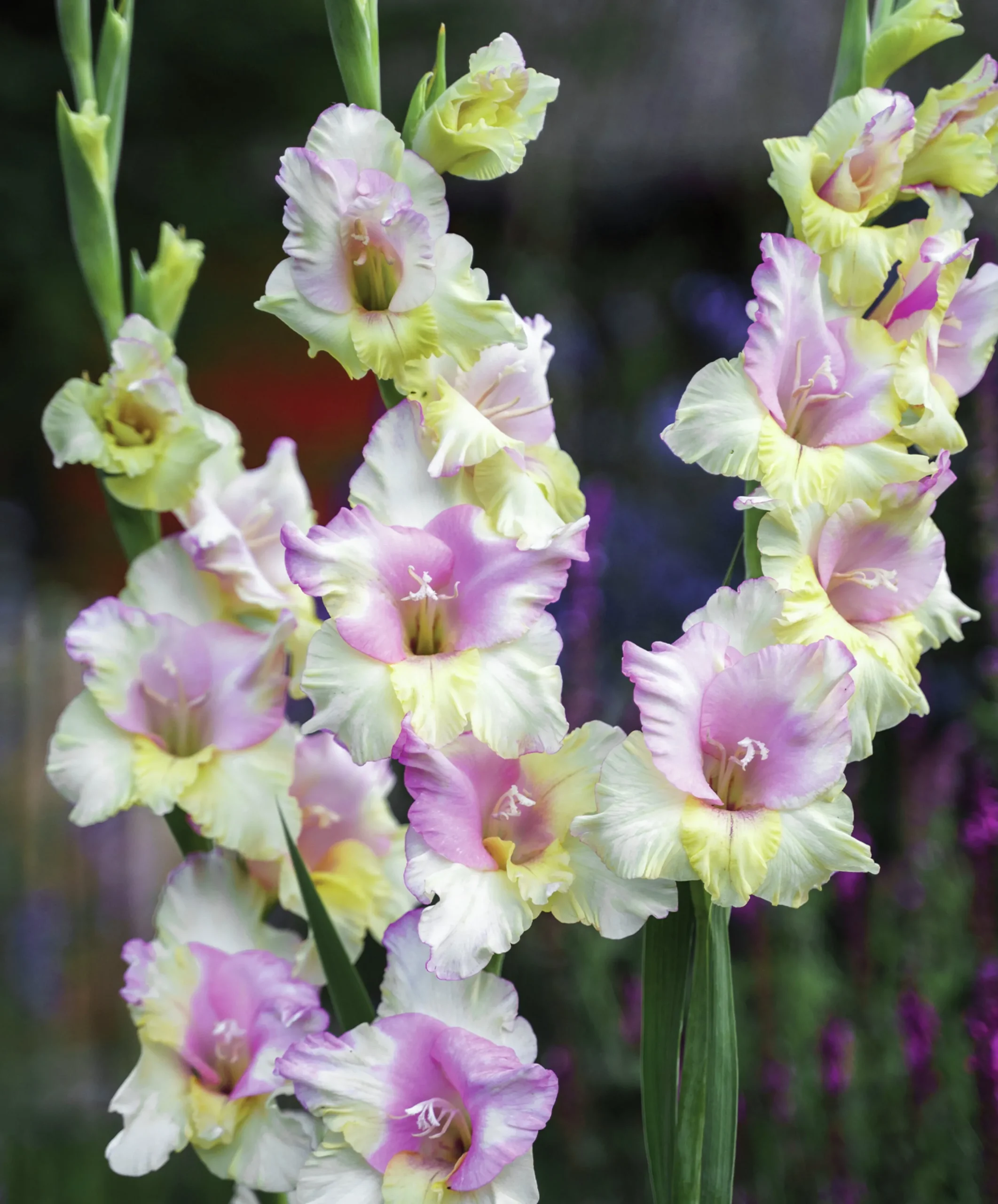 Vårlök Storblommig Gladiolus Mon Amour Vitrosa>Nelson Garden Outlet