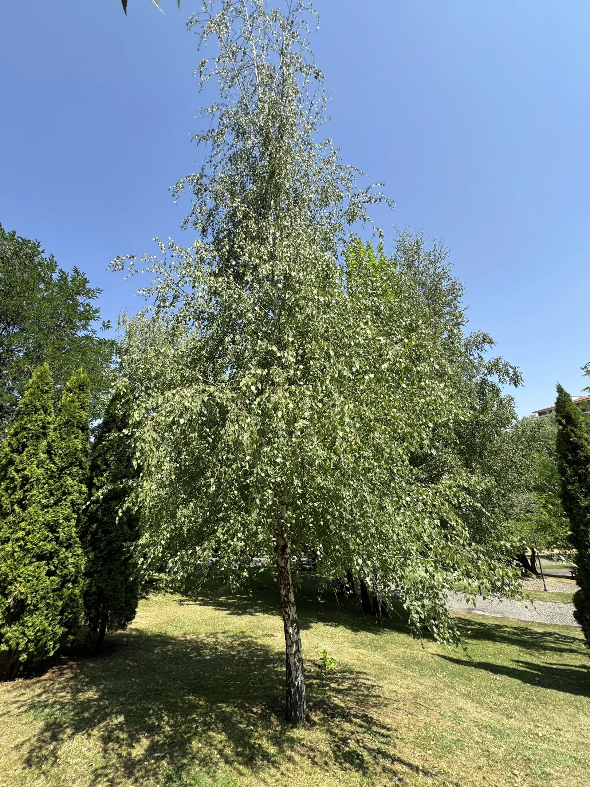 Vårtbjörk Goliath Högstam Barrotad>Omnia garden Hot