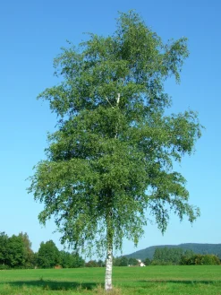 Vårtbjörk Goliath Högstam Barrotad><noscript><img width=