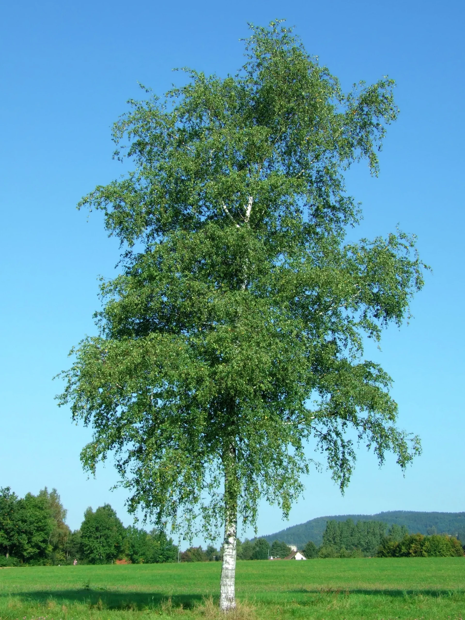 Vårtbjörk Goliath Högstam Barrotad>Omnia garden Hot