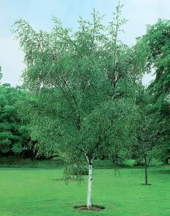 Vårtbjörk Goliath Högstam Barrotad><noscript><img width=