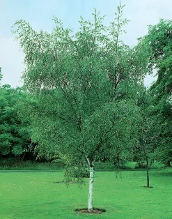 Vårtbjörk Goliath Högstam Barrotad><noscript><img width=