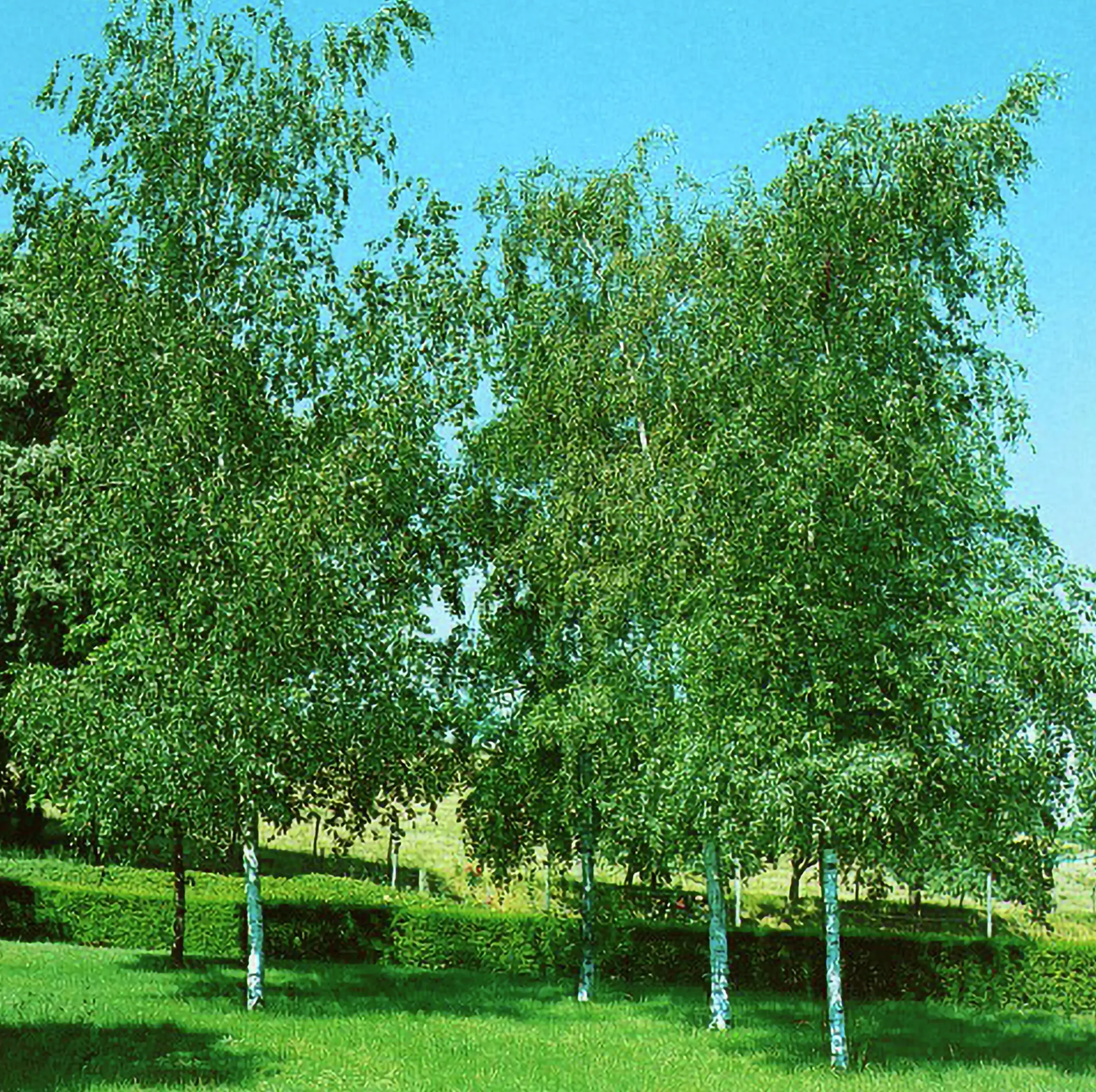 Vårtbjörk Goliath Högstam Barrotad>Omnia garden Hot