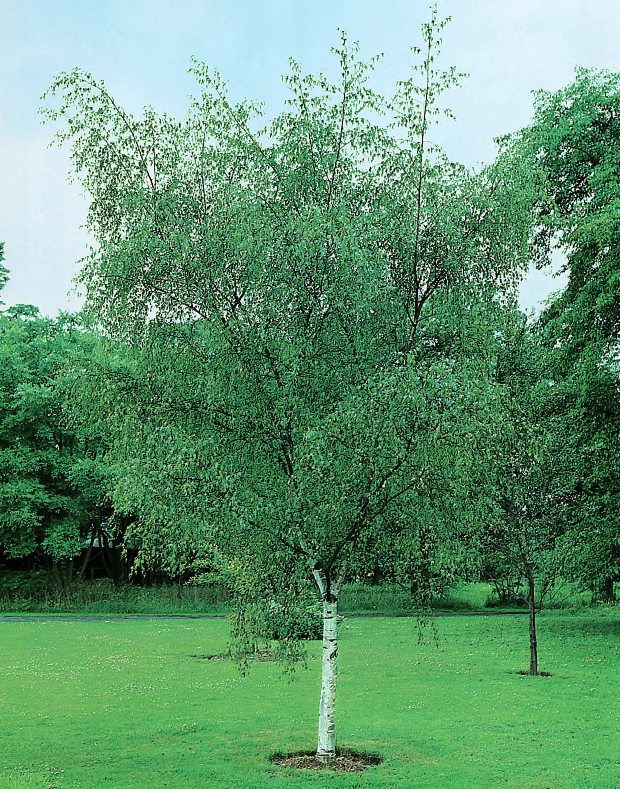 Vårtbjörk Ungträd>Omnia garden Discount