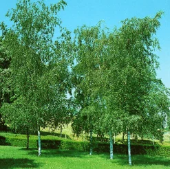 Vårtbjörk Ungträd><noscript><img width=