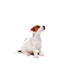 Våtfoder Mini Puppy 12x85g>Royal Canin