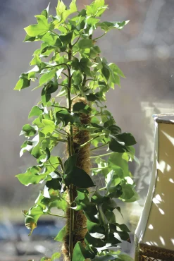 Växtstöd Trä/kokos 70cm>Nelson Garden Hot
