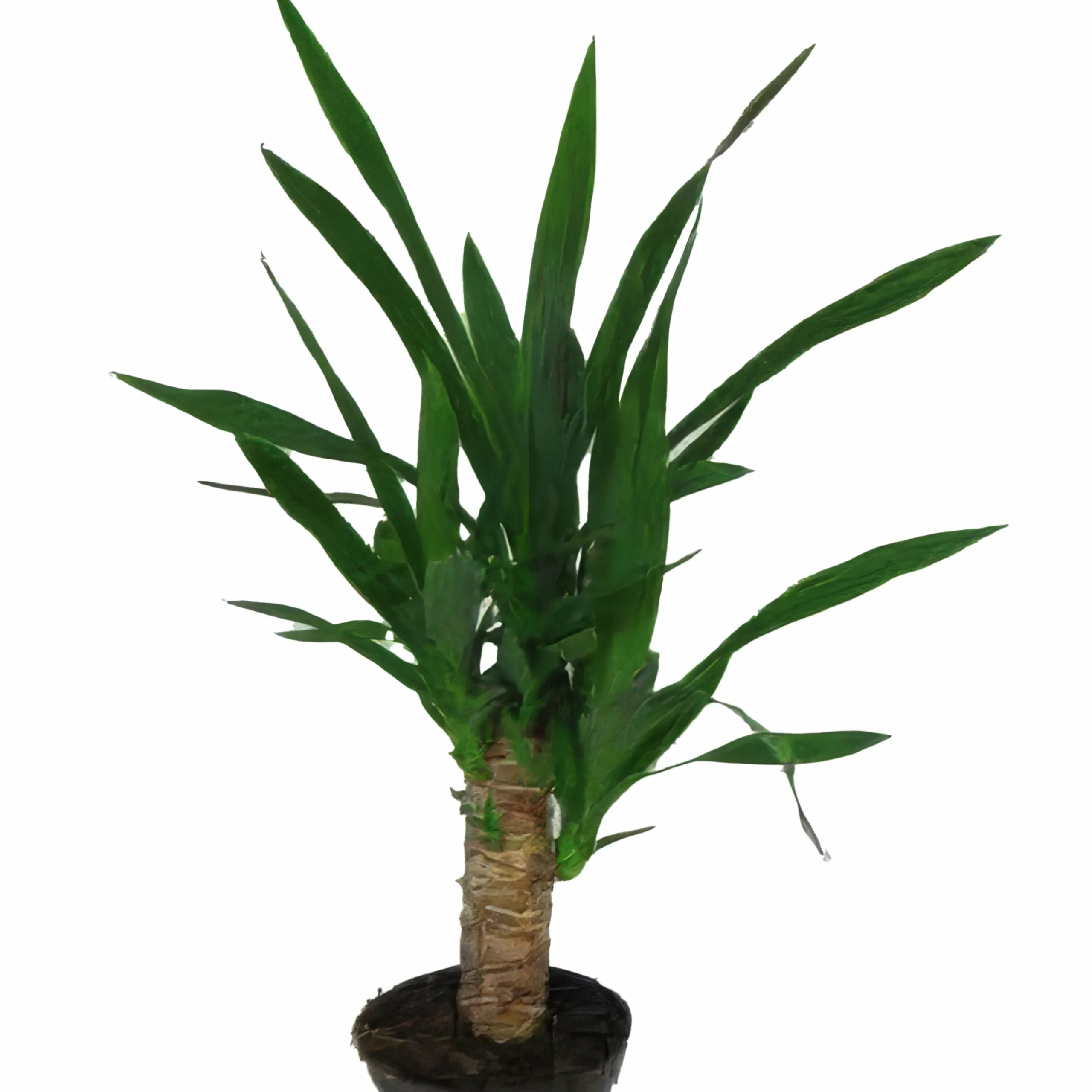 Yucca lat. Yucca gigantea>Mäster Grön Best