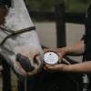 Zinksalva 150ml>Fair Horse Care Discount